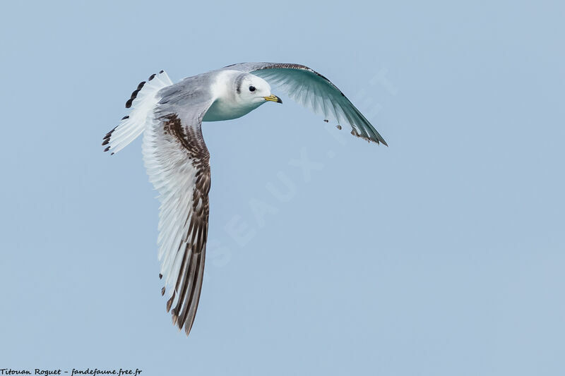 Mouette tridactyle