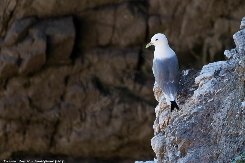 Mouette tridactyle