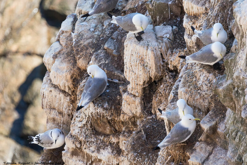 Black-legged Kittiwake