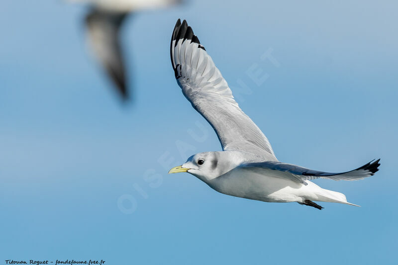 Black-legged Kittiwake