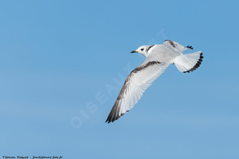 Black-legged Kittiwake