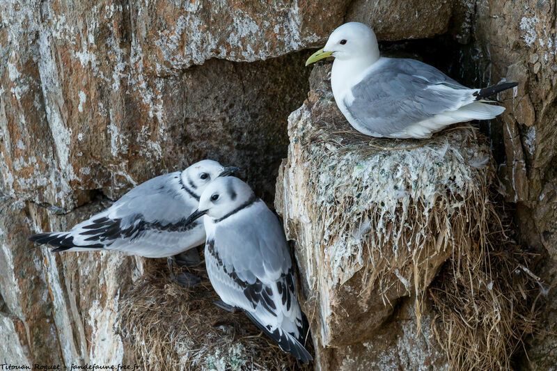 Black-legged Kittiwake