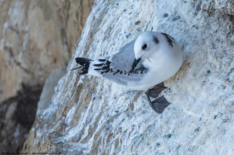 Black-legged Kittiwake