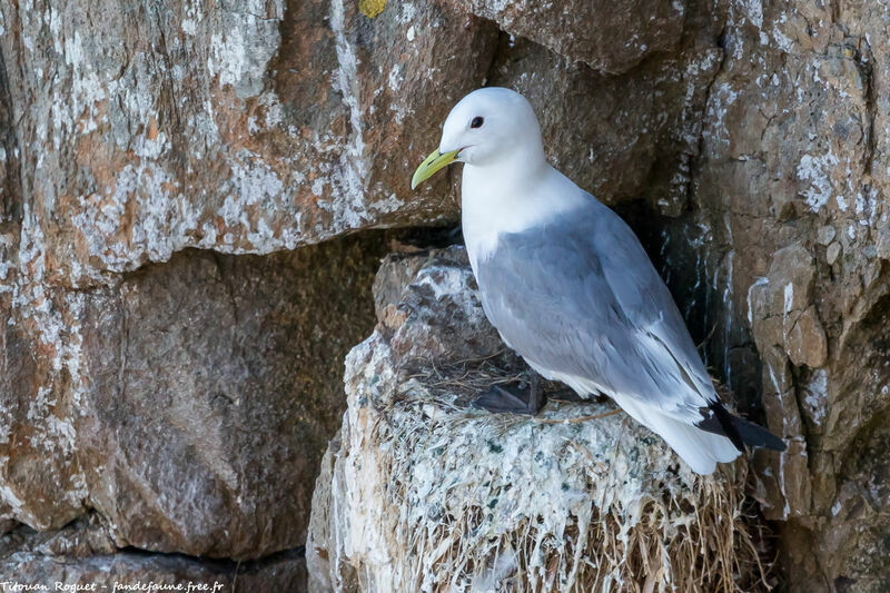 Mouette tridactyle