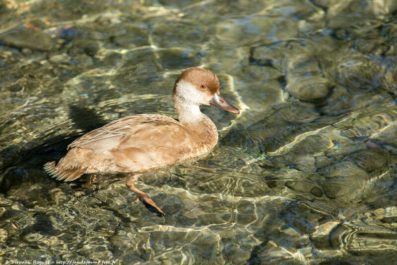 Nette rousse, identification