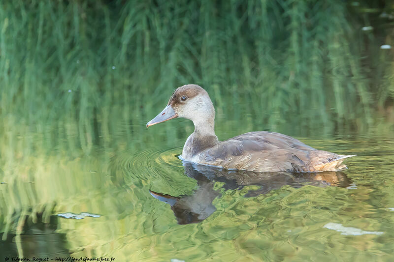 Red-crested Pochard, identification, close-up portrait, aspect, pigmentation