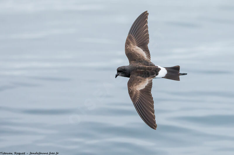 Wilson's Storm Petrel