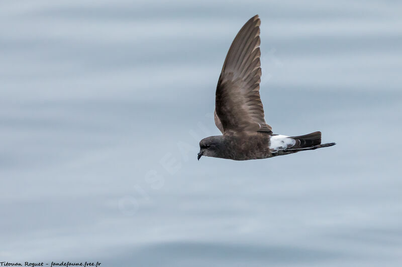 Wilson's Storm Petrel