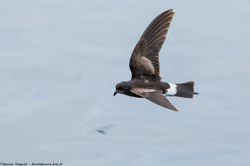 Wilson's Storm Petrel