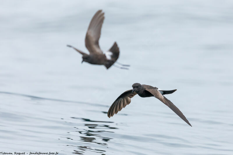 Wilson's Storm Petrel