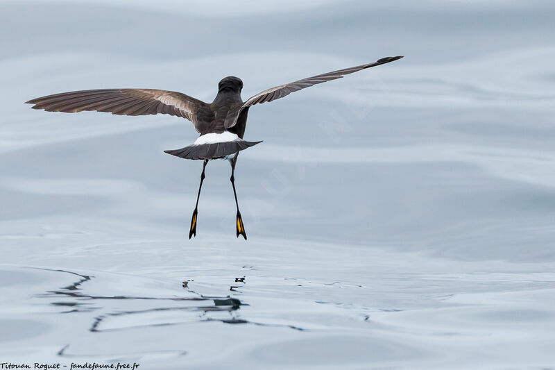 Wilson's Storm Petrel