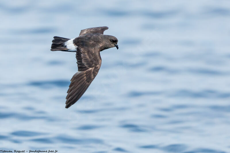 European Storm Petrel