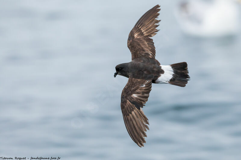 European Storm Petrel