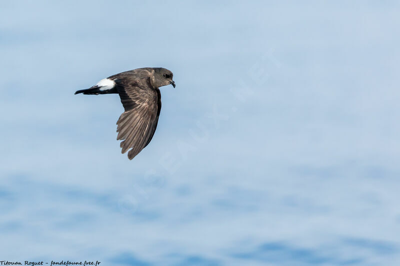 European Storm Petrel