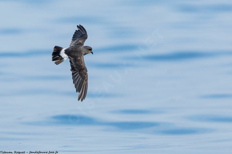 European Storm Petrel