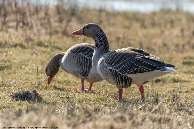 Greylag Goose