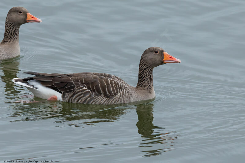 Greylag Goose