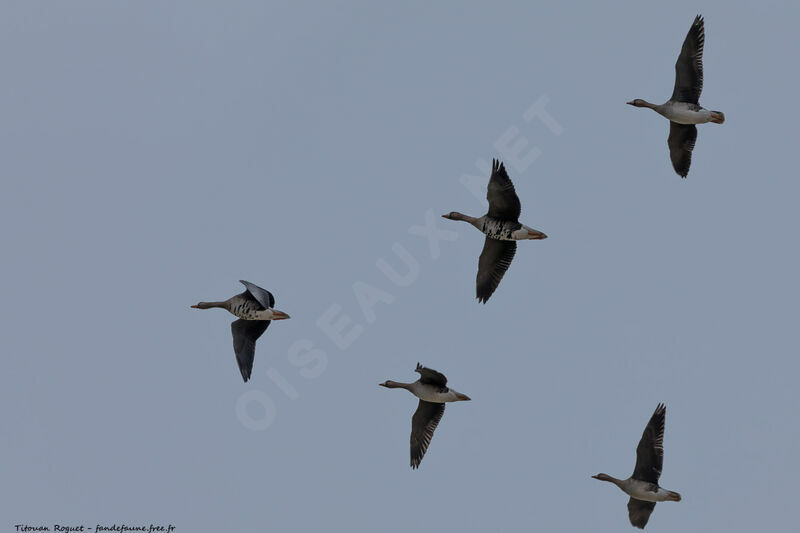 Greater White-fronted Goose, Flight