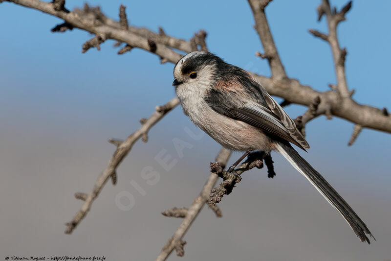 Long-tailed Tit, identification