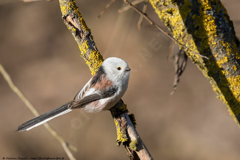 Long-tailed Tit