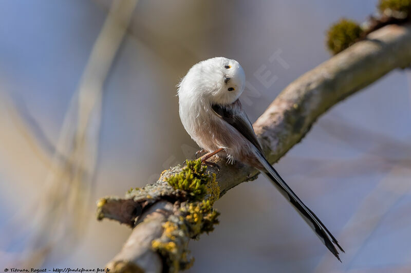 Long-tailed Tit