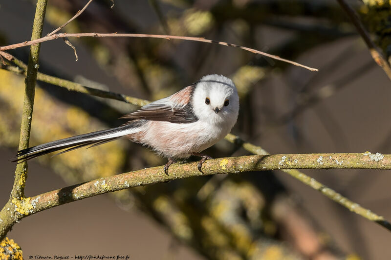 Long-tailed Tit