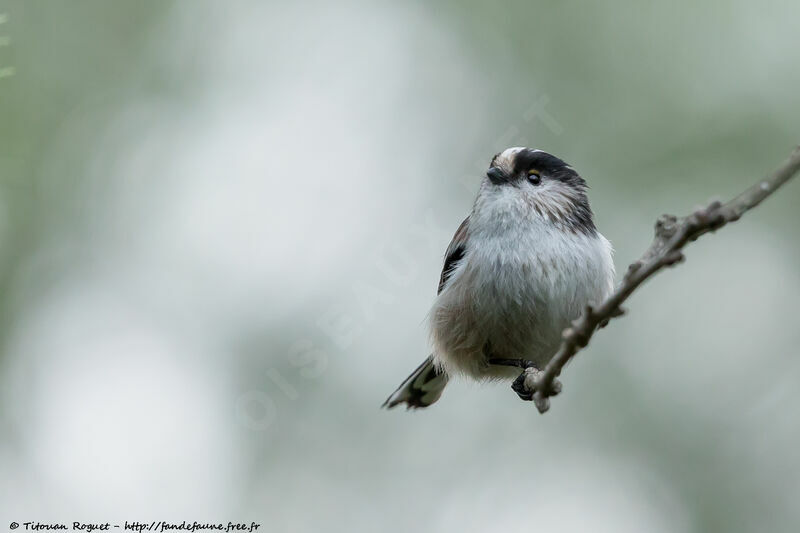 Long-tailed Tit