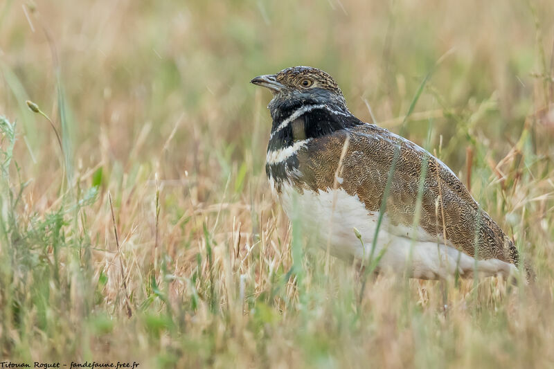 Outarde canepetière