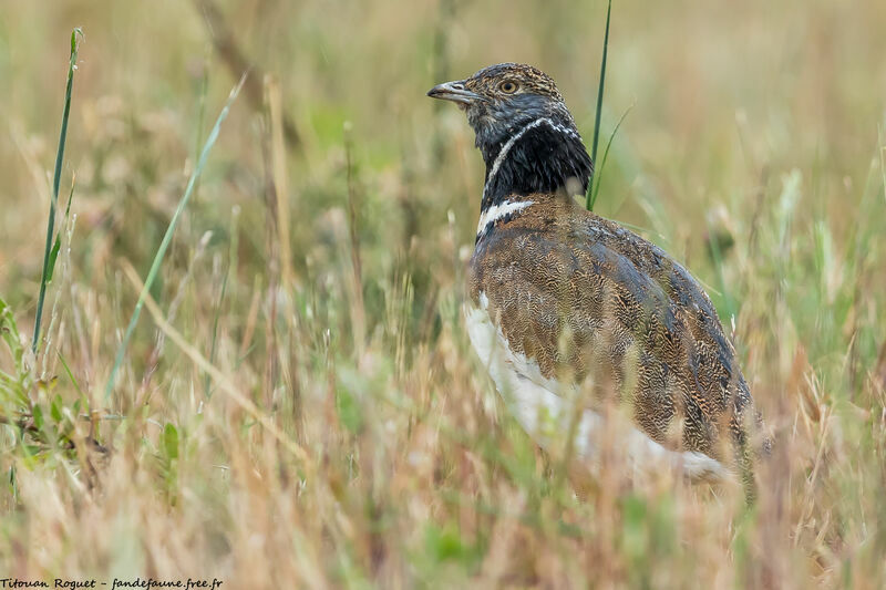 Little Bustard