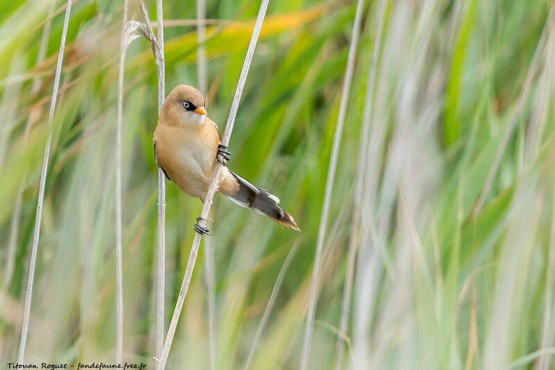 Bearded Reedling