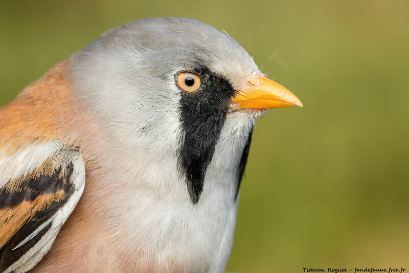 Bearded Reedling