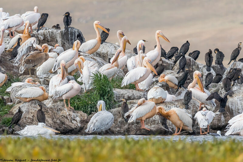 Great White Pelican