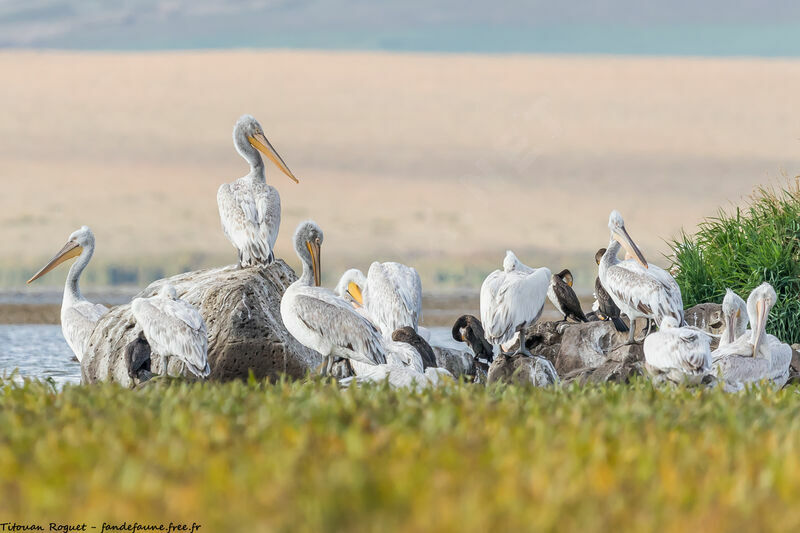 Dalmatian Pelican