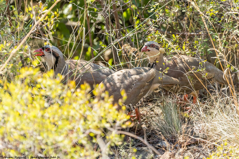 Chukar Partridge