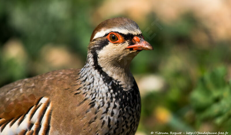 Perdrix rouge, identification, portrait