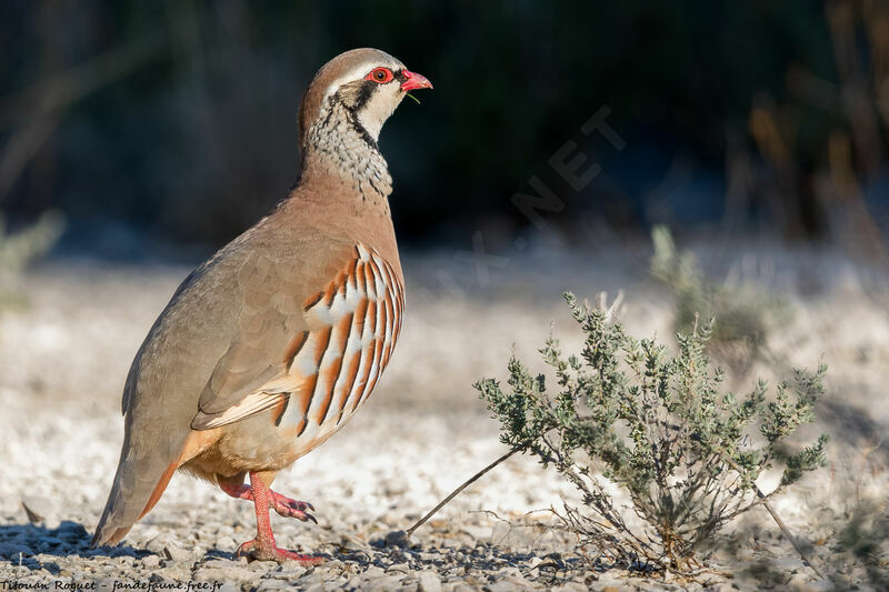 Red-legged Partridge