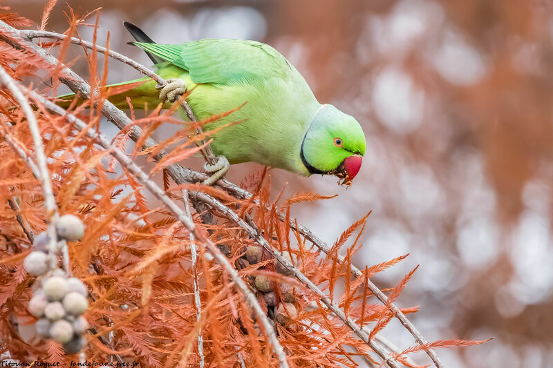 Rose-ringed Parakeet