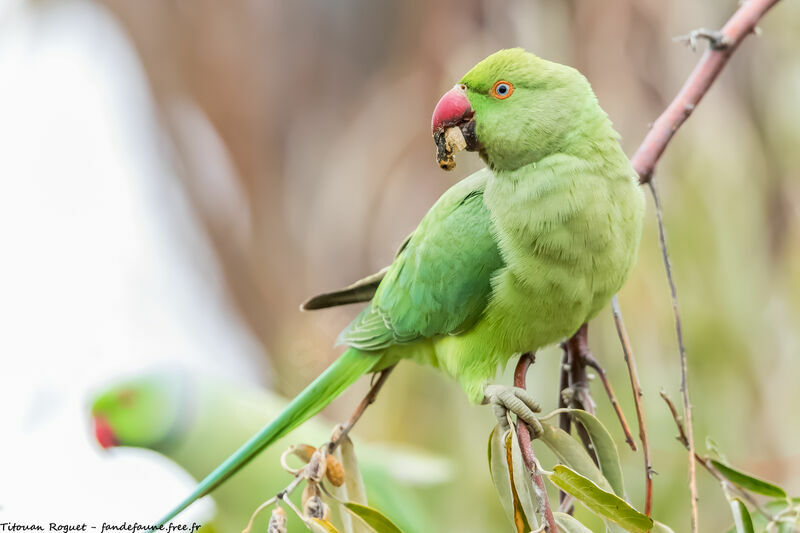 Rose-ringed Parakeet