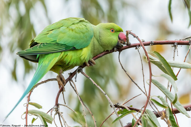 Rose-ringed Parakeet