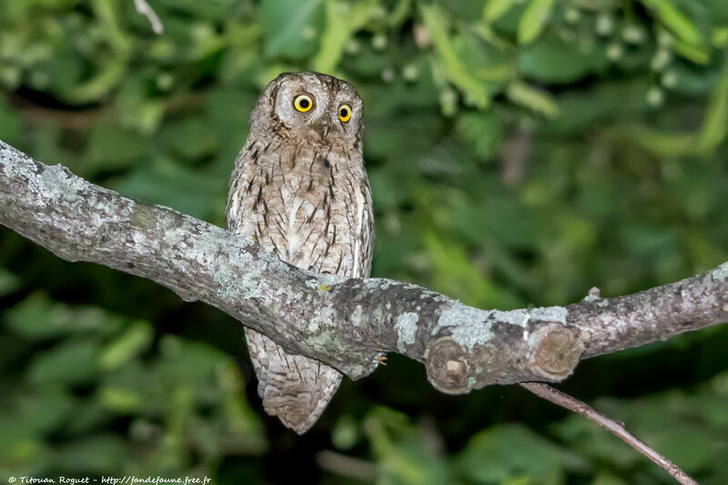 Petit-duc scops mâle adulte, identification