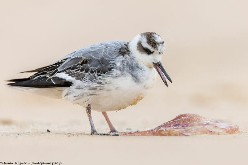 Red Phalarope