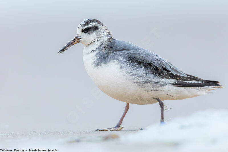 Red Phalarope