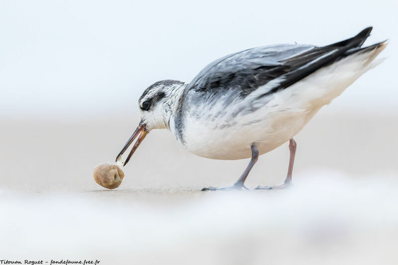 Red Phalarope