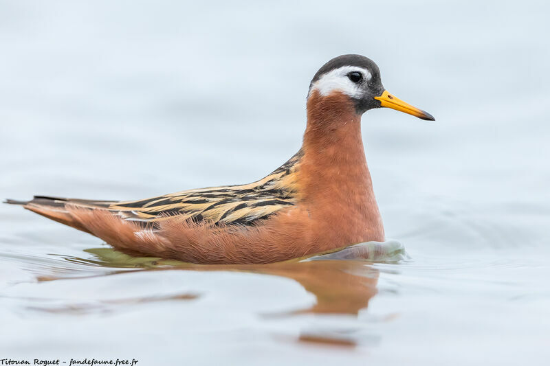 Red Phalarope