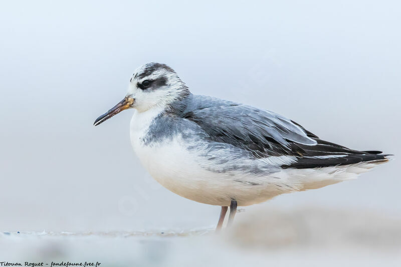 Phalarope à bec large