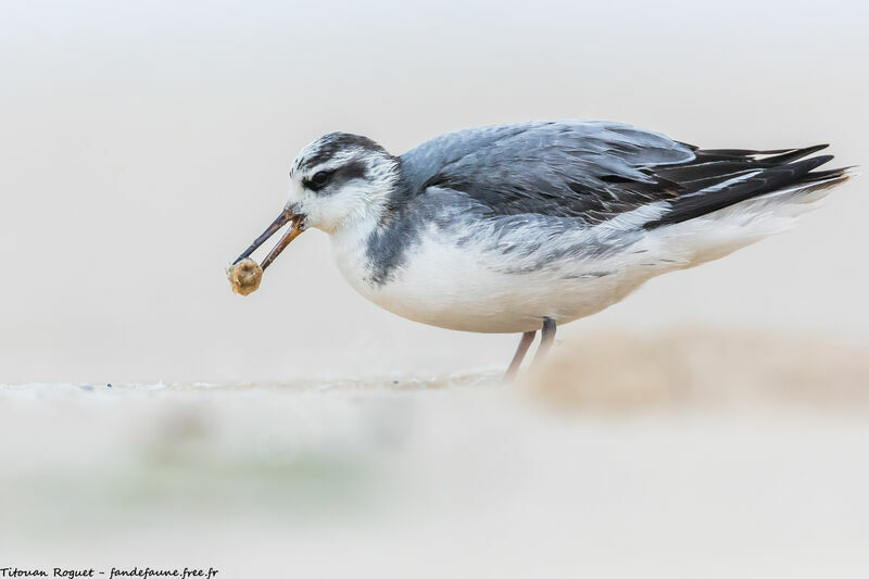 Phalarope à bec large