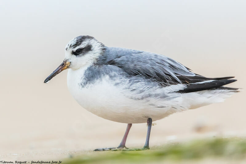 Phalarope à bec large