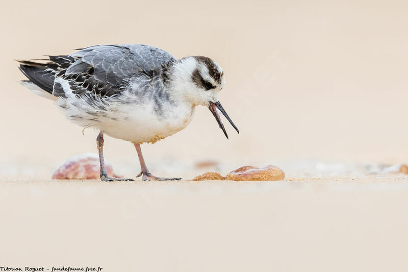 Red Phalarope