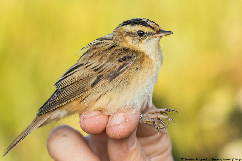 Aquatic Warbler