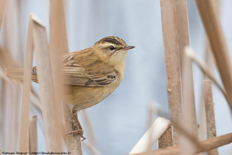 Sedge Warbler